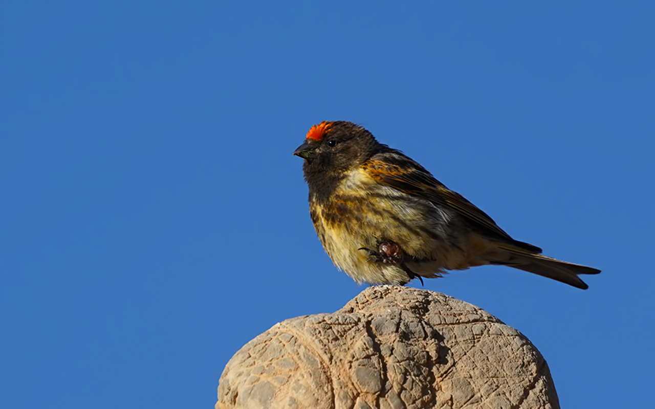 Fire-fronted Serin — Ana fotoğraf